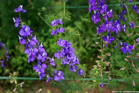 tả hoa violet