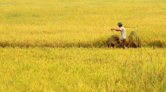 tả cảnh gặt lúa của người nông dân