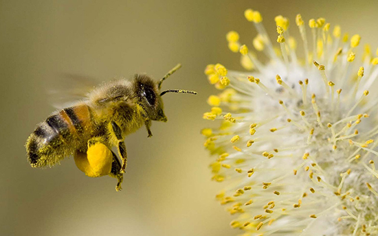 Khám phá với hơn 110 hình ảnh con ong hay nhất  thtantai2eduvn