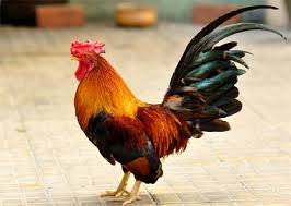 hinh-anh-chu-ga-trong-sang-som