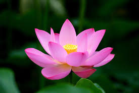 dao-li-song-an-tinh-an-nghia-cua-nguoi-viet-nam