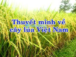 tam-quan-trong-cua-cay-lua