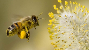 Tả hình ảnh chú ong mật mà em thích nhất