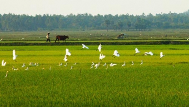 Tả cánh đồng lúa quê em sau mưa rào