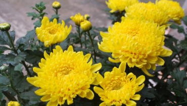 Em hãy kể những loại hoa cúc