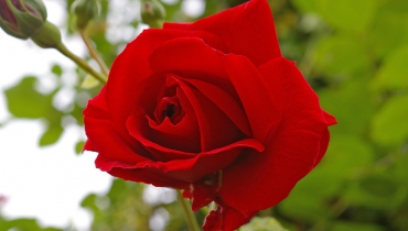 Tả vẻ đẹp quyến rũ của hoa hồng